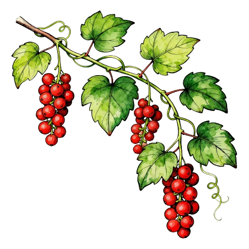 Schisandra (Fructus Schisandrae) - TCM herb