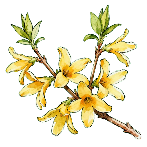 Forsythia (Forsythia suspensa) - TCM herb
