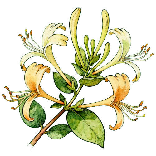 Honeysuckle Flower (Flos Lonicerae) - TCM herb