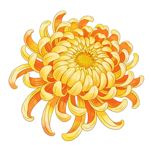Chrysanthemum (Chrysanthemum morifolium Ramat.) - TCM herb